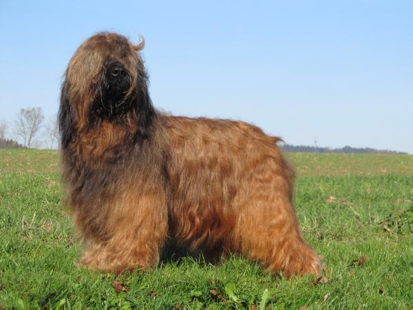 HONEY SPARKLER Moravia Campanella | Briard 