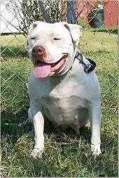 Allen's Ruby Jane | American Pit Bull Terrier 