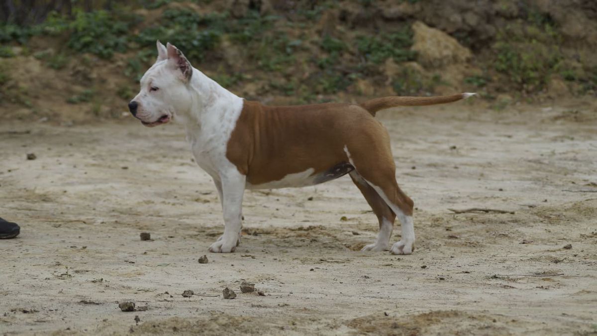 Lara Croft from Serbian Empire | American Staffordshire Terrier 