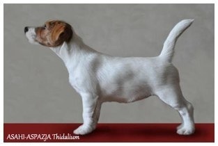 Asahi Aspazja THIDALIUM | Jack Russell Terrier 