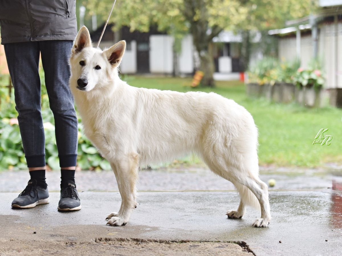 Flying Free vom Weissen Unterberg | White Swiss Shepherd Dog 