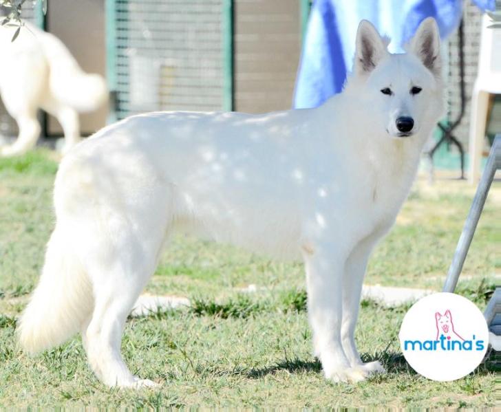 Martina's White Don't Stop Me Now | White Swiss Shepherd Dog 