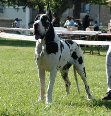 Ushalina de la Benjamine | Great Dane 