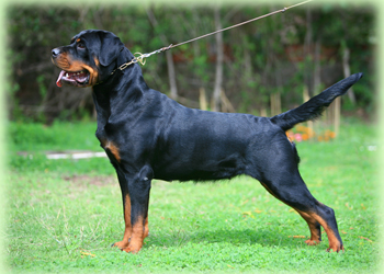 Koko Earl Antonius | Rottweiler 