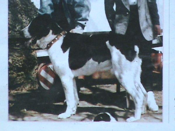 Yug - Han | Central Asian Shepherd Dog 