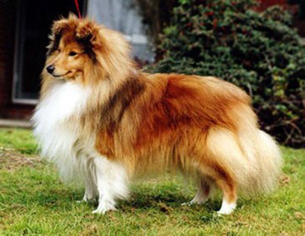 Evad Sommer shadow | Shetland Sheepdog 