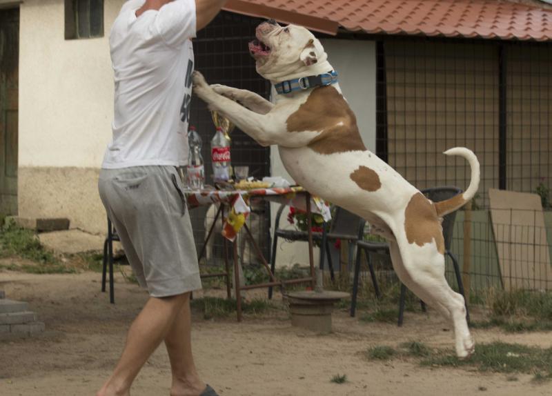 Carpen Diaz Sorbon | American Bulldog 