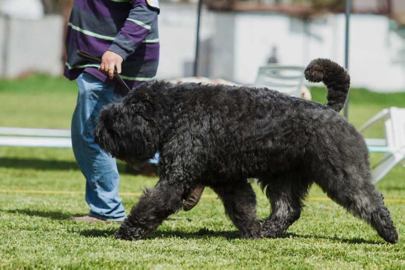 Grey Tetis Grand Prix | Bouvier des Flandres 