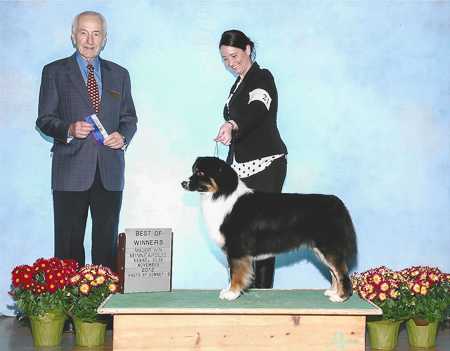Senex Big Eddy Spring | Australian Shepherd 