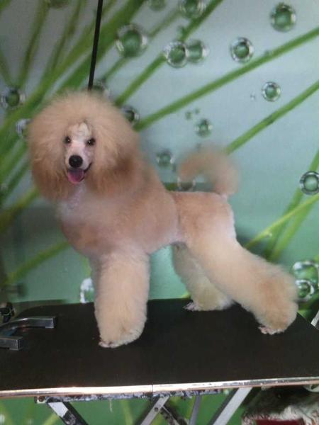 Magic Mystery Arnsteinn | Poodle 