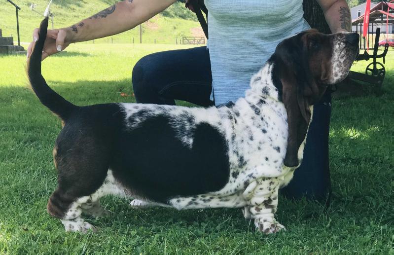 M&amp;MS Armani's Pyza Pie in the Sky | Basset Hound 