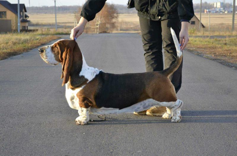 Haidi Alnilam | Basset Hound 