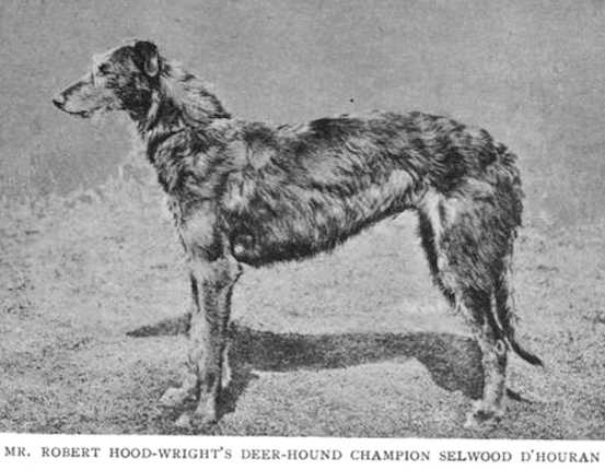 Selwood Dhouran [R. Hood Wright's] | Scottish Deerhound 