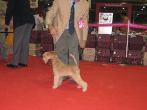 Chelines txantxangorri | Lakeland Terrier 