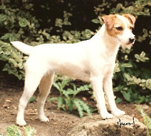 Ardencote Tanager | Parson Russell Terrier 