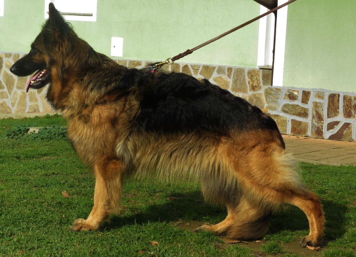 Iza Hope of Dawn | German Shepherd Dog 