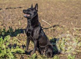 Elsa Smeets | Dutch Shepherd 