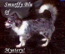 Smurffy Blue Of Mystery Mt | Chihuahua 