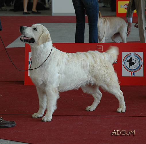 Mitcharron Christmas Wish | Golden Retriever 