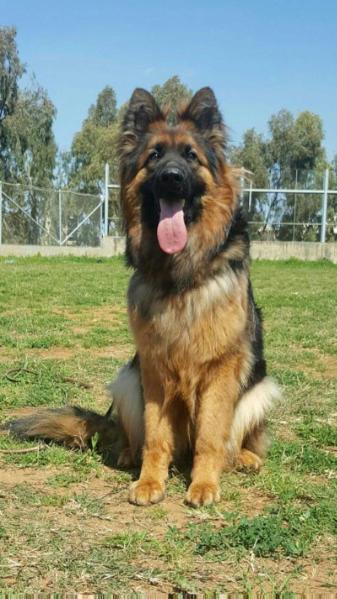 Cristel von Freia | German Shepherd Dog 