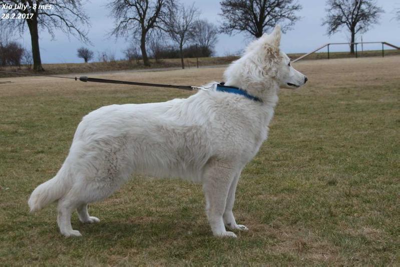 Xia Lilly la Blankpapilio | White Swiss Shepherd Dog 