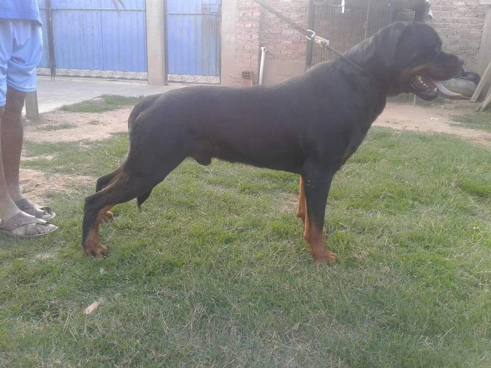 Máximo Mirak | Rottweiler 