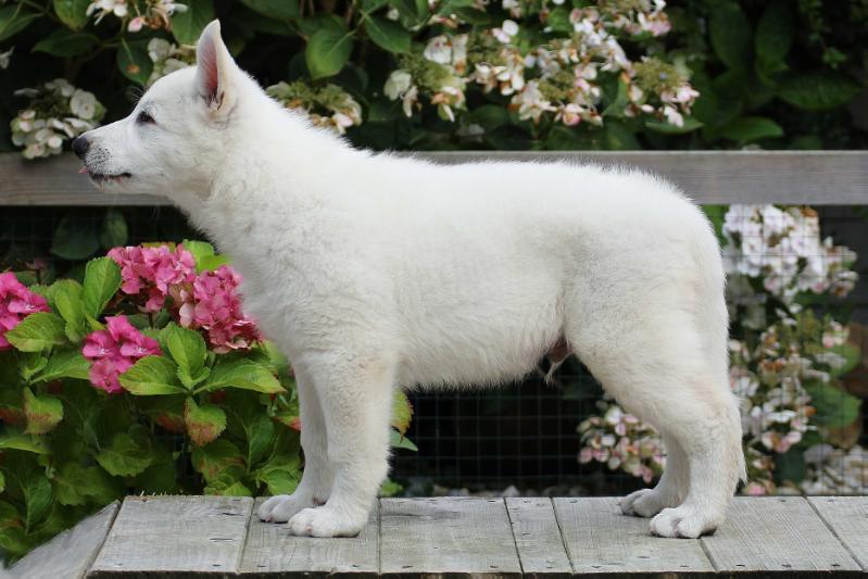 Dayron of Shadasa | White Swiss Shepherd Dog 