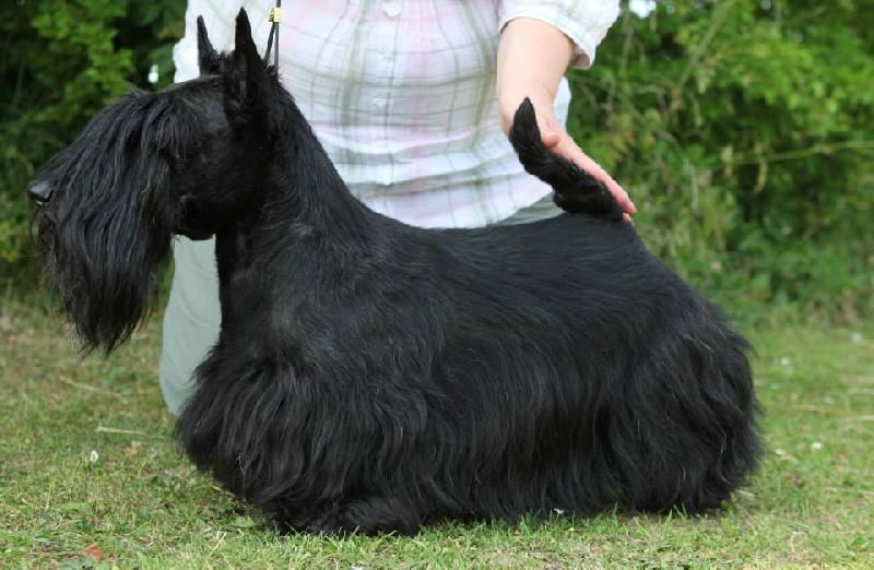 Brio Quizzical | Scottish Terrier 