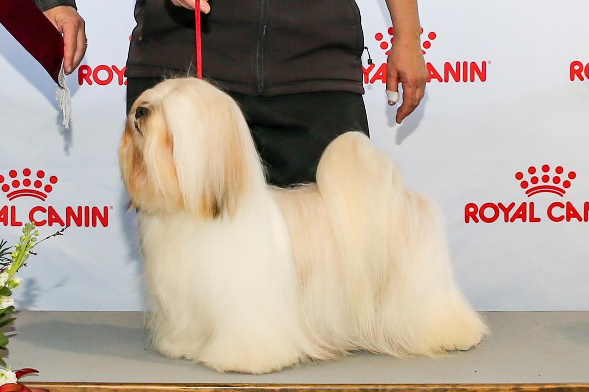 Chic Choix Parti Trouble At Elshamara | Lhasa Apso 