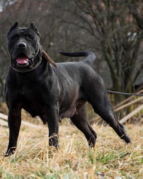 Presa's Spirit A-Juno | Perro de Presa Canario 