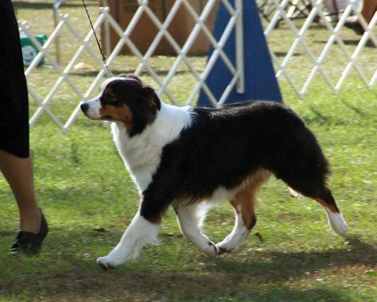 Buck Mountain Total Pandemonium | Australian Shepherd 