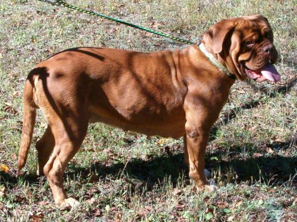 Red Dog Ridge Zaynah Rose | Dogue de Bordeaux 