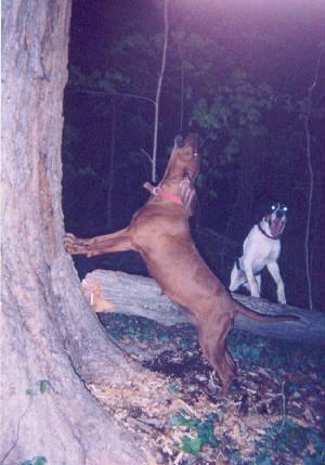 Elburn's Cheyenne | Redbone Coonhound 