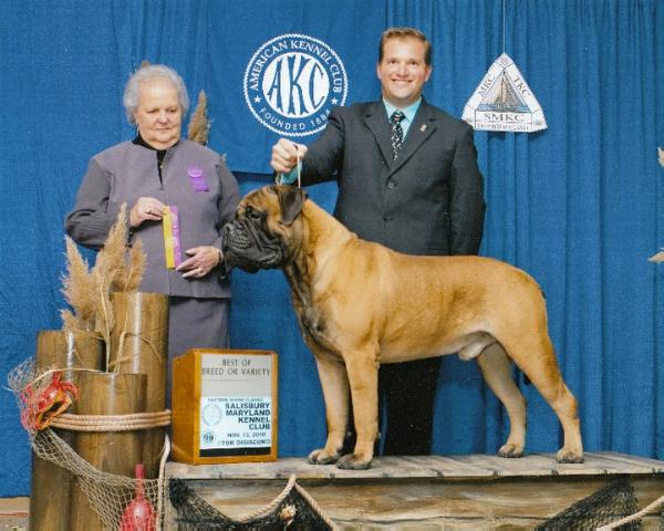 dal Primo B'Mew's Just in Queso | Bullmastiff 