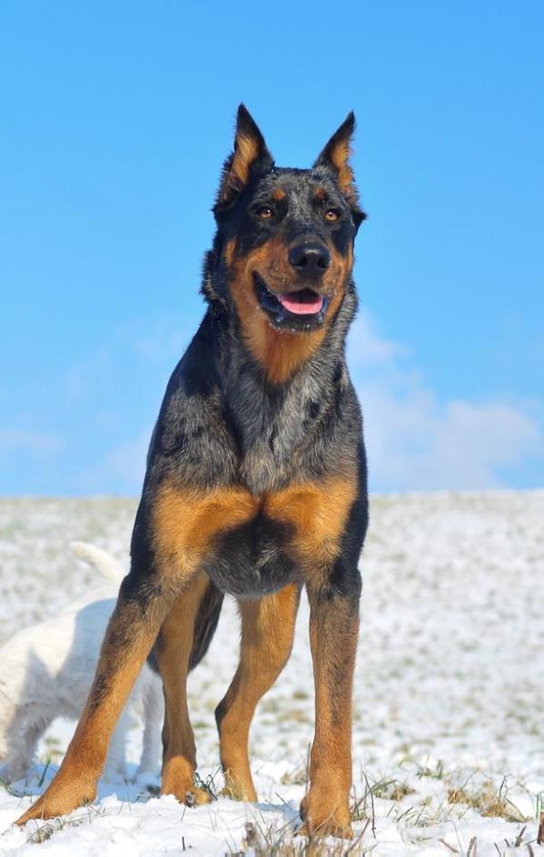 Nuri Warrior Soul | Beauceron 