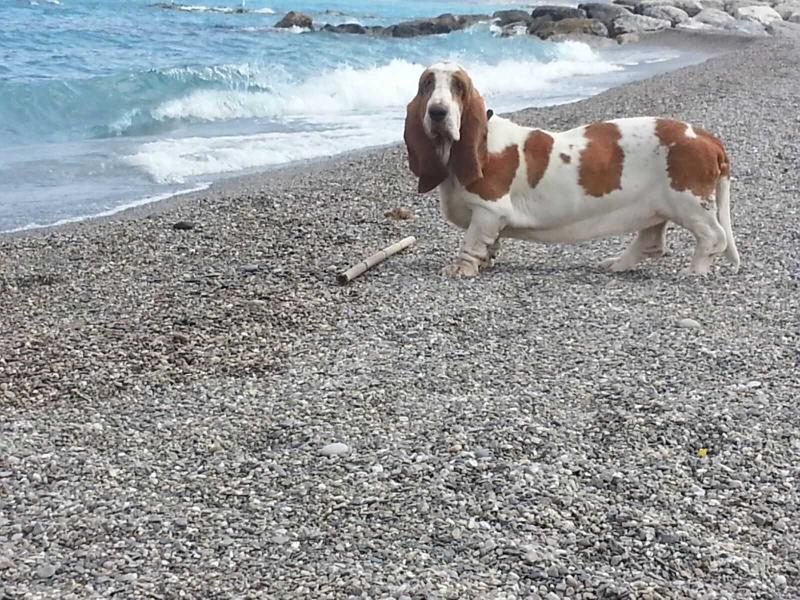 Fanta real baghette | Basset Hound 