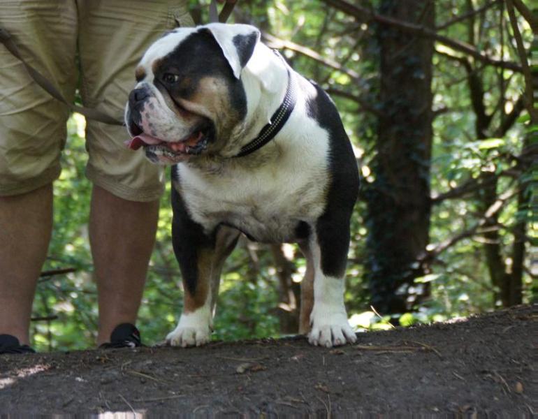 Romeni's Preben | Olde English Bulldogge 