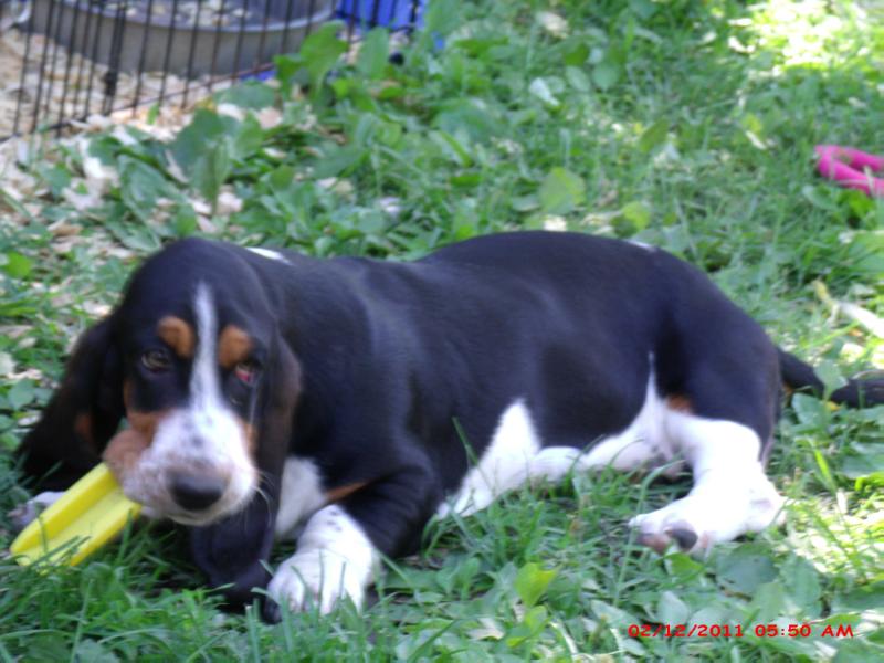 Olh's Midnight Storms | Basset Hound 