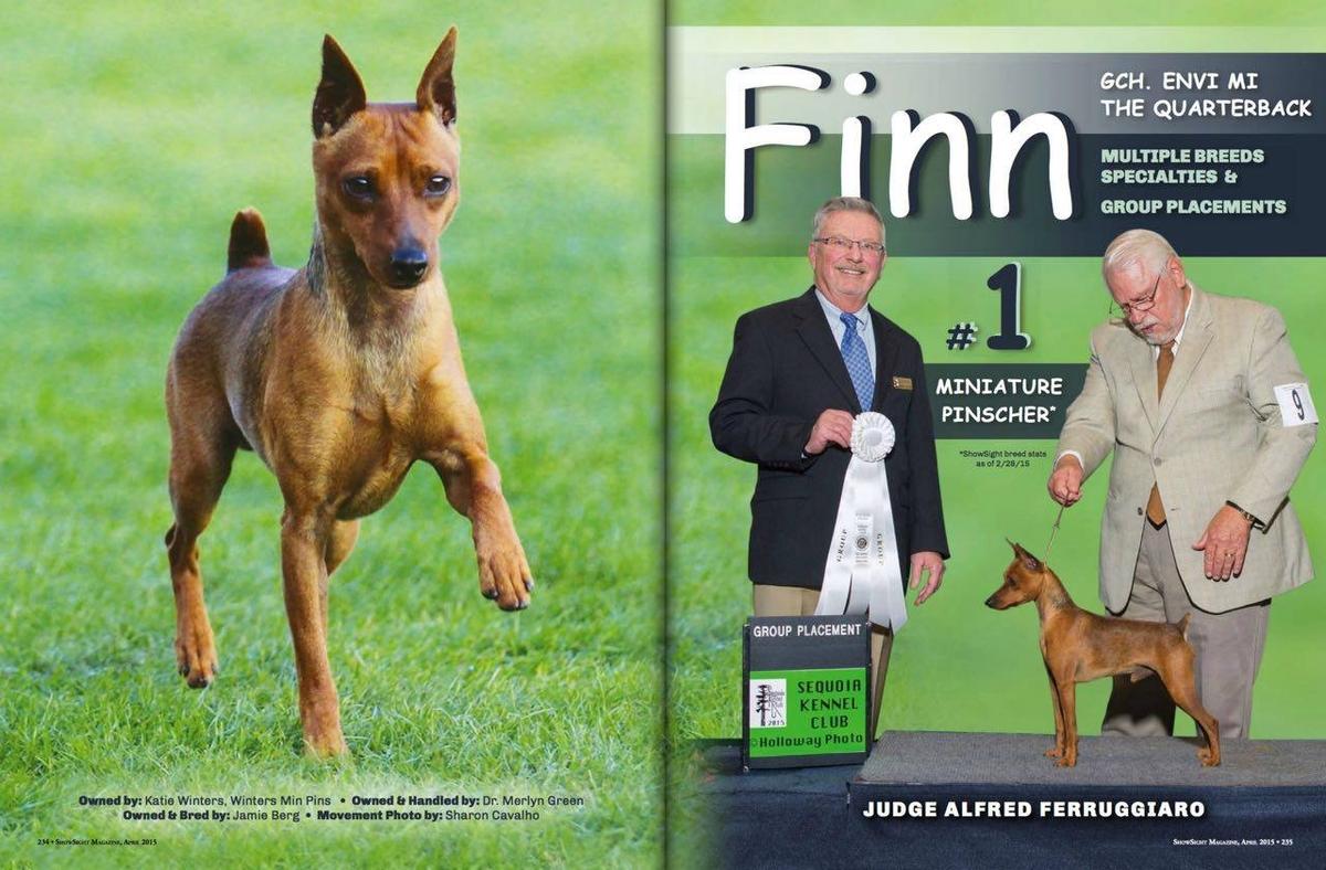 Envi Mi The Quarterback | Miniature Pinscher 