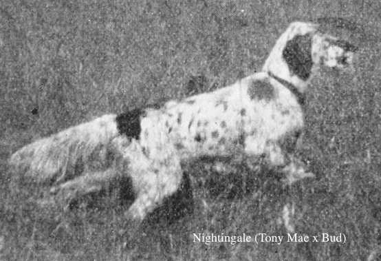 Nightingale (Tony Mae x Bud) | English Setter 