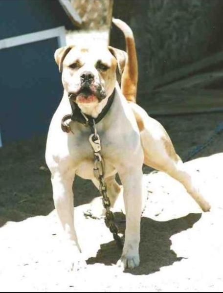 Mason's Mr. Bubba Smith | Alapaha Blue Blood Bulldog 