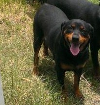 Jenny Rodriguez | Rottweiler 