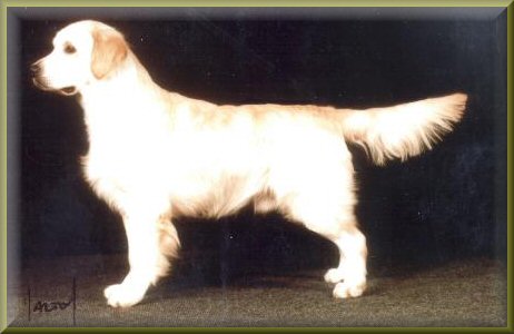 Garbank Lislone Edition | Golden Retriever 