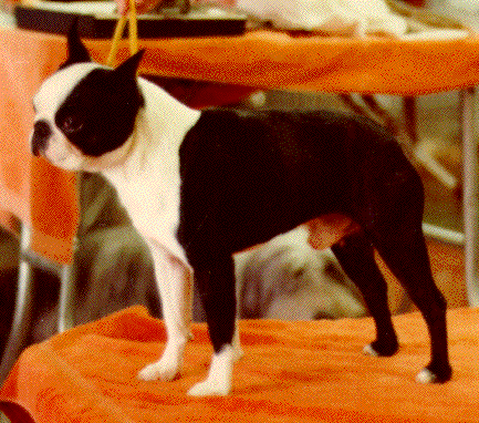 Kimkev's Sundance Kid | Boston Terrier 