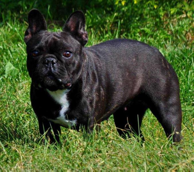 Kleine Keizer BLACK DIAMOND | French Bulldog 