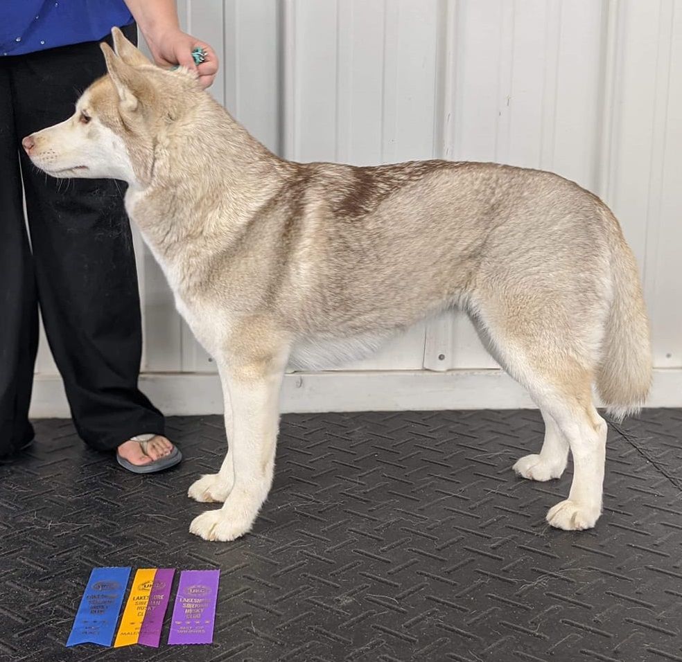 KPM's Glacier Pass Of 7LBar | Siberian Husky 