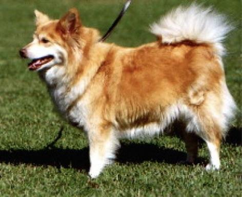 Sæta Av Bjørnli | Icelandic Sheepdog 