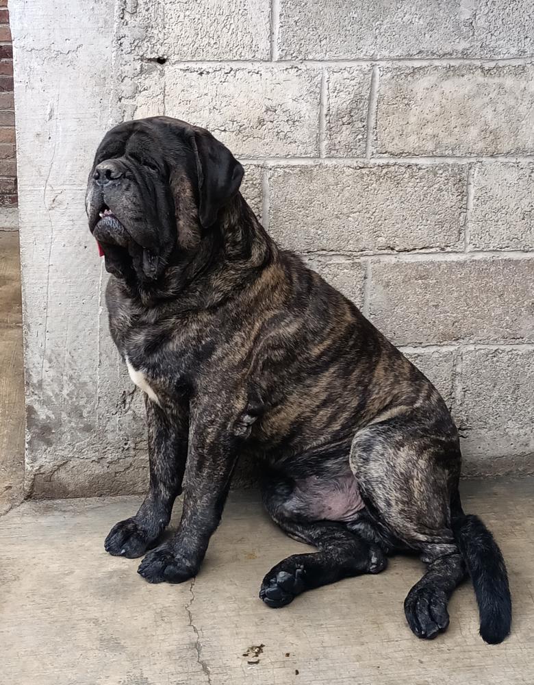 Tagor Flores y Paredes | Mastiff 