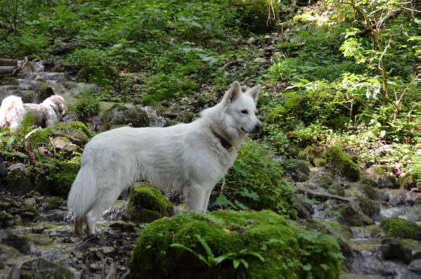 W-Nanook of Jackie's white Flake Farm | White Swiss Shepherd Dog 