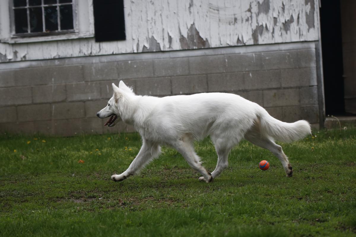 Walkin Dream Ride of Fireside Fernweh | White Swiss Shepherd Dog 